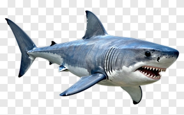 Great White Shark PNG