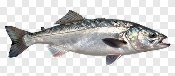 Silver Fish With Open Mouth PNG
