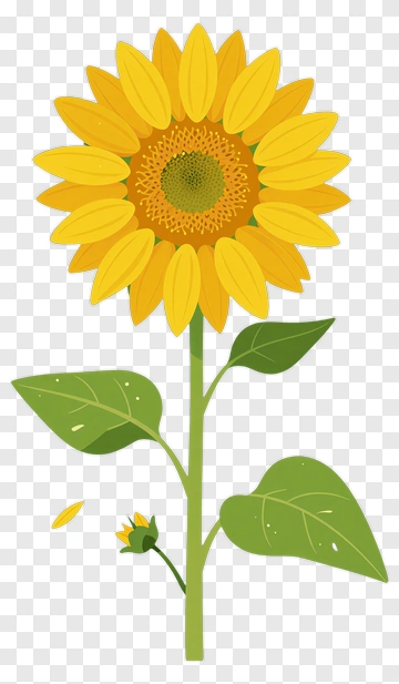Sunflower With Leaves And Bud PNG