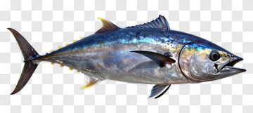 Tuna PNG