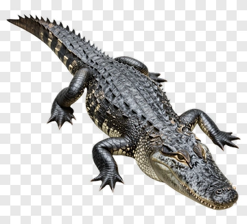 Alligator With Detailed Scales And Open Mouth PNG