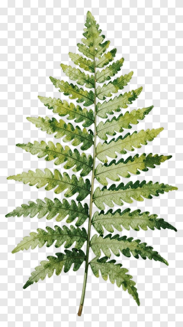 Watercolor Fern Leaf PNG