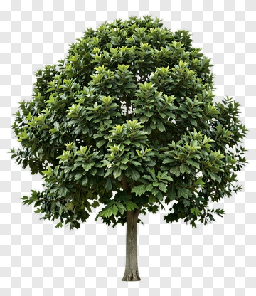 Tree With Dense Foliage PNG