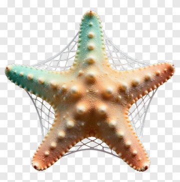 Starfish With Gradient Color PNG
