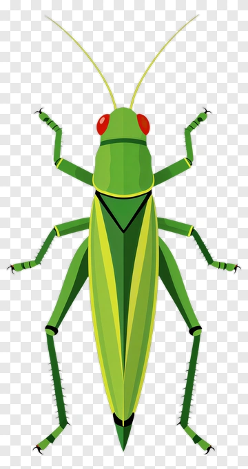 Green Grasshopper Illustration PNG