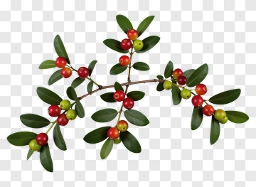 Berry Branch With Red And Green Fruit PNG