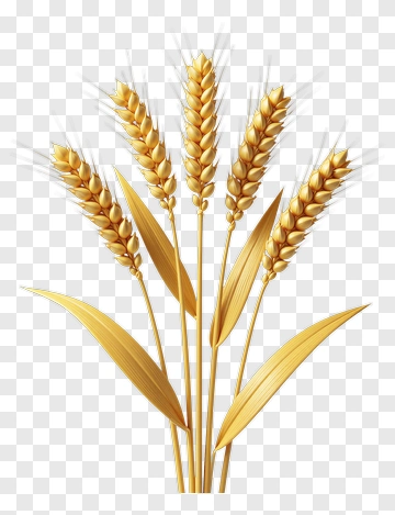 Golden Wheat Ears PNG