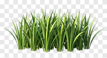 Grass PNG