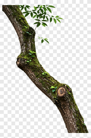 Tree Branch With Moss And Leaves PNG