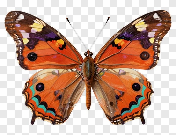 Orange Butterfly With Colorful Wings PNG