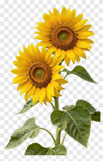 Sunflower With Green Leaves PNG