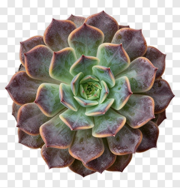 Top View Of A Succulent PNG