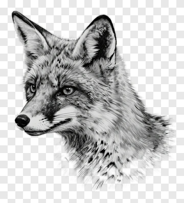 Fox Head Sketch PNG