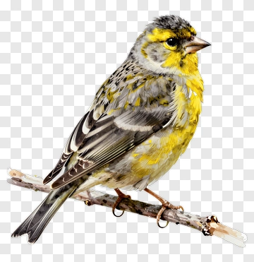 Yellow And Gray Bird On Branch PNG