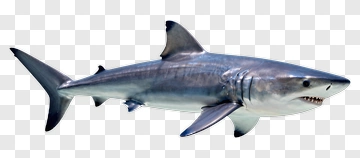 Shark PNG