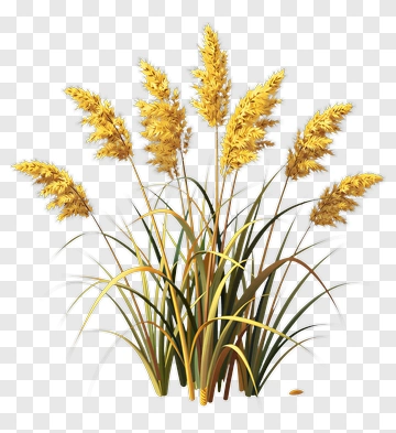 Golden Reeds With Green Leaves PNG