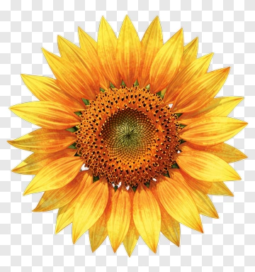 Sunflower PNG