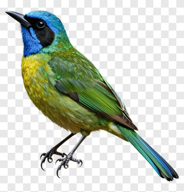 Blue Green Yellow Bird PNG