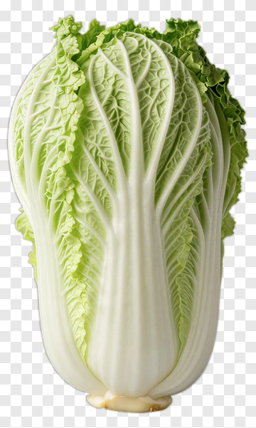 Napa Cabbage PNG