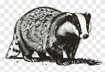 Badger Illustration PNG