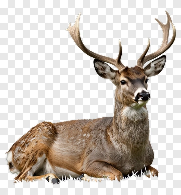 Deer With Large Antlers Resting PNG
