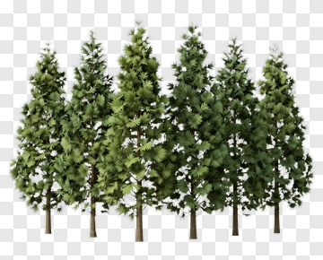 Group Of Trees PNG