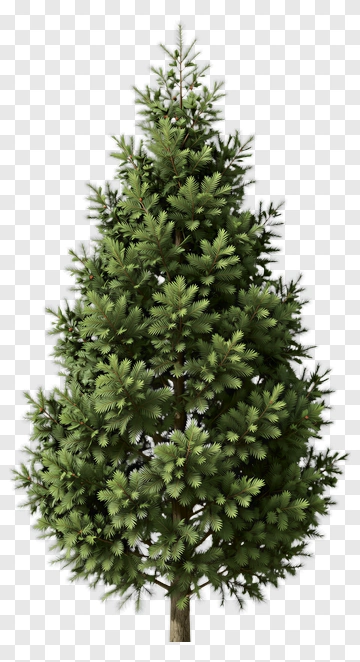 Pine Tree PNG