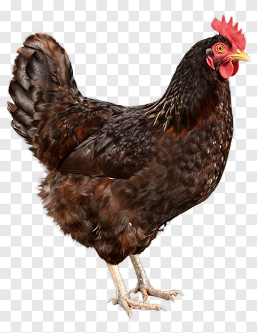 Brown Chicken With Red Comb PNG