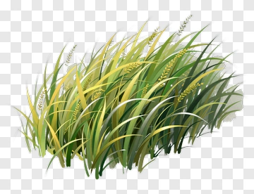 Hand Drawn Grass With Yellow Spikelets PNG