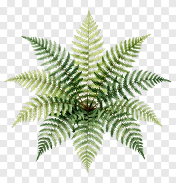 Watercolor Fern PNG