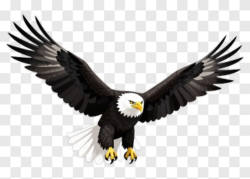 Eagle In Flight PNG