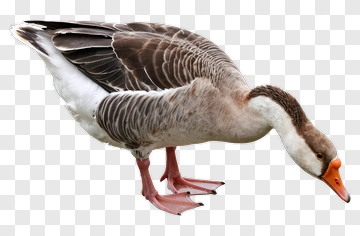 Goose With Brown And White Feathers PNG