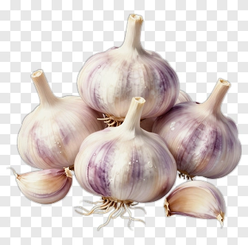 Fresh Garlic PNG
