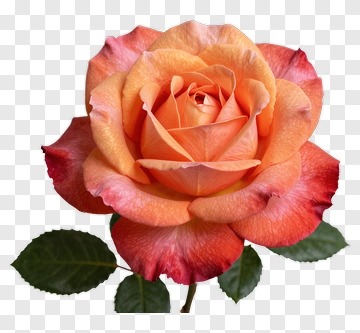Orchid Rose With Gradient Petals PNG