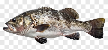 Fresh Fish PNG