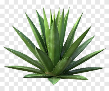 Agave Plant PNG