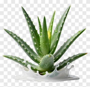 Aloe Vera Plant With Water Droplets PNG