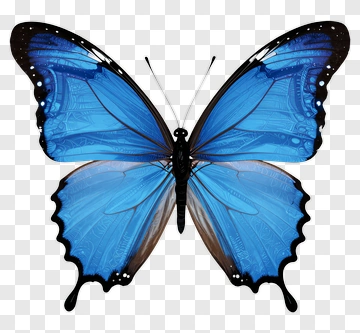 Blue Butterfly With Black Wings PNG