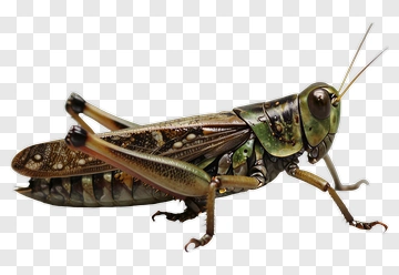 Grasshopper With Green And Brown Patterns PNG