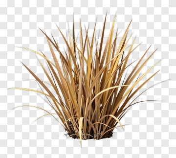 Golden Spike Grass Plant PNG
