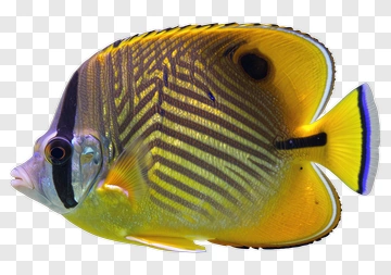 Yellow And Black Fish With Striped Pattern PNG