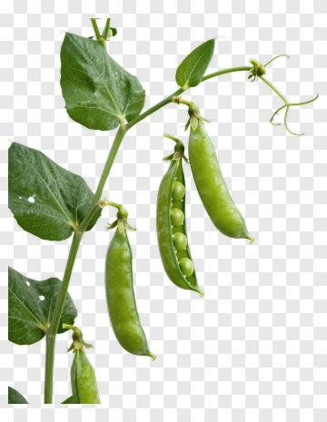 Green Pea Pods On Plant Stem PNG