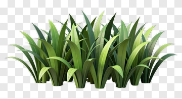 Grass Plant PNG