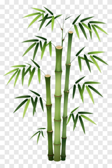 Bamboo PNG