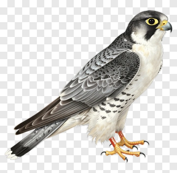 Peregrine Falcon With Detailed Plumage PNG