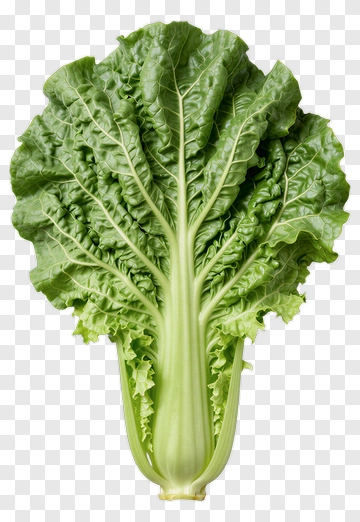 Fresh Bok Choy PNG