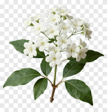 White Flower With Green Leaves PNG