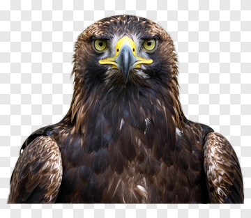 Eagle Portrait PNG