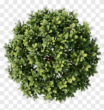 Top View Of A Dense Green Tree PNG