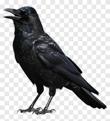 Black Crow Standing On Ground PNG